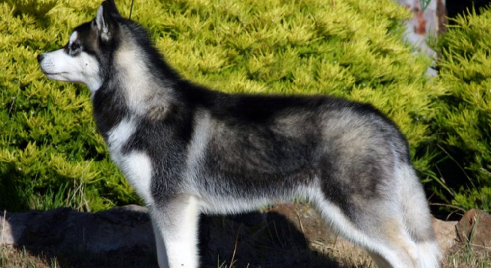 Сибирьский хаски