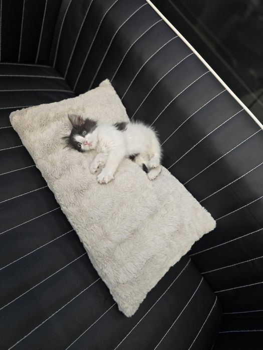 Подарявам КОТЕ !!!