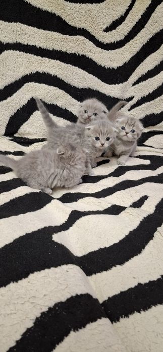 Вислоухие котята