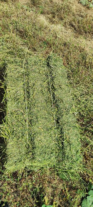 Шөп бар. жоңышқа. Клеверь.