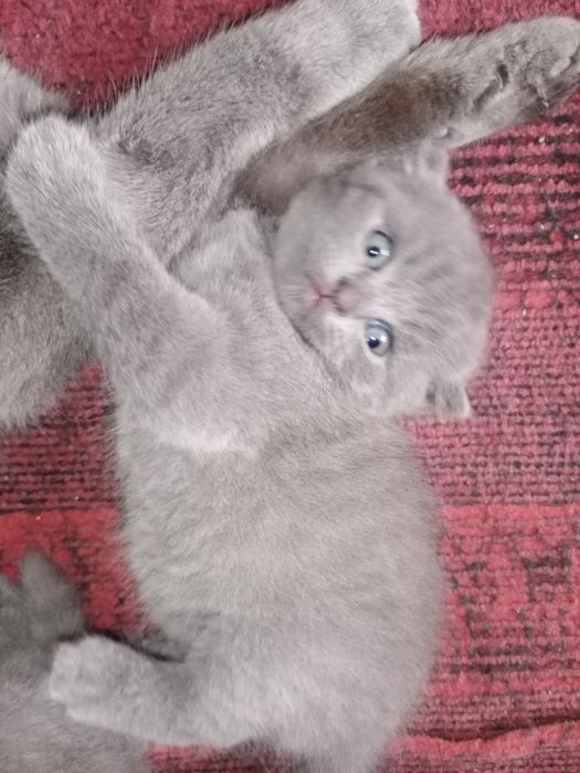 Срочно Скоттиш Фолд и Скоттиш Страйт чистокровные