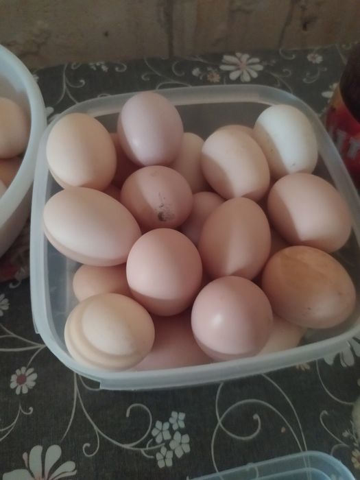 Продаются яица домашние