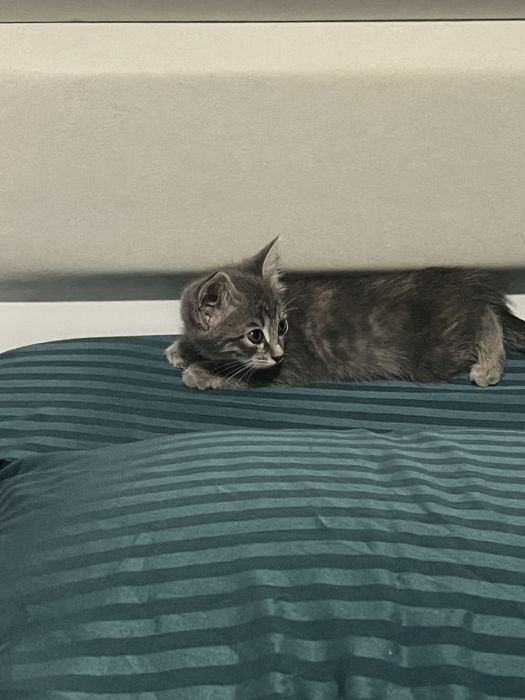 Бесплатно. Котенок ищет дом
