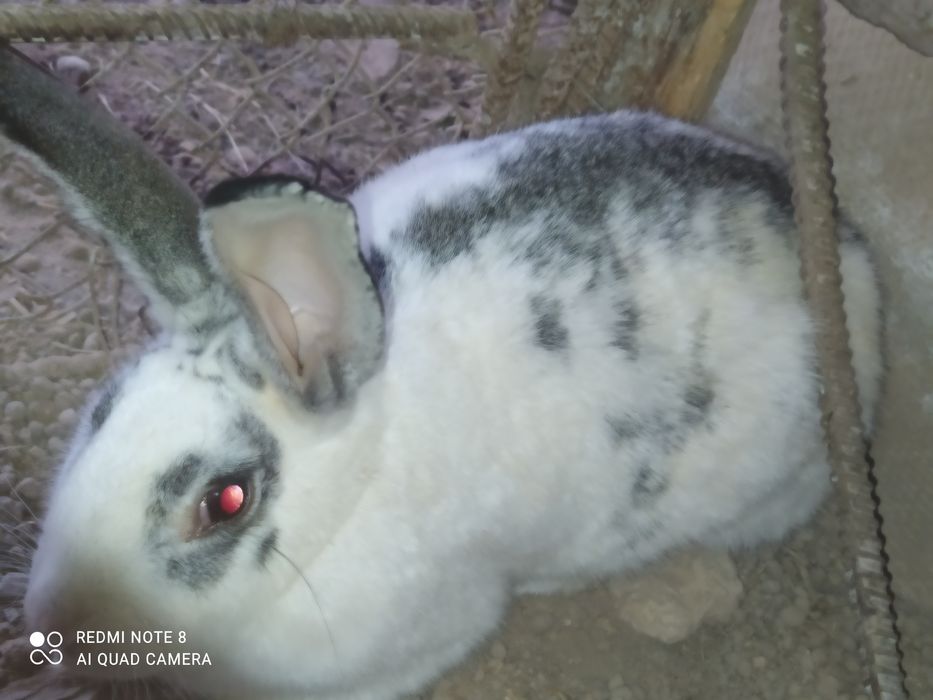 Quyon sotladi, Zotli quyonlar uchtasi 350000