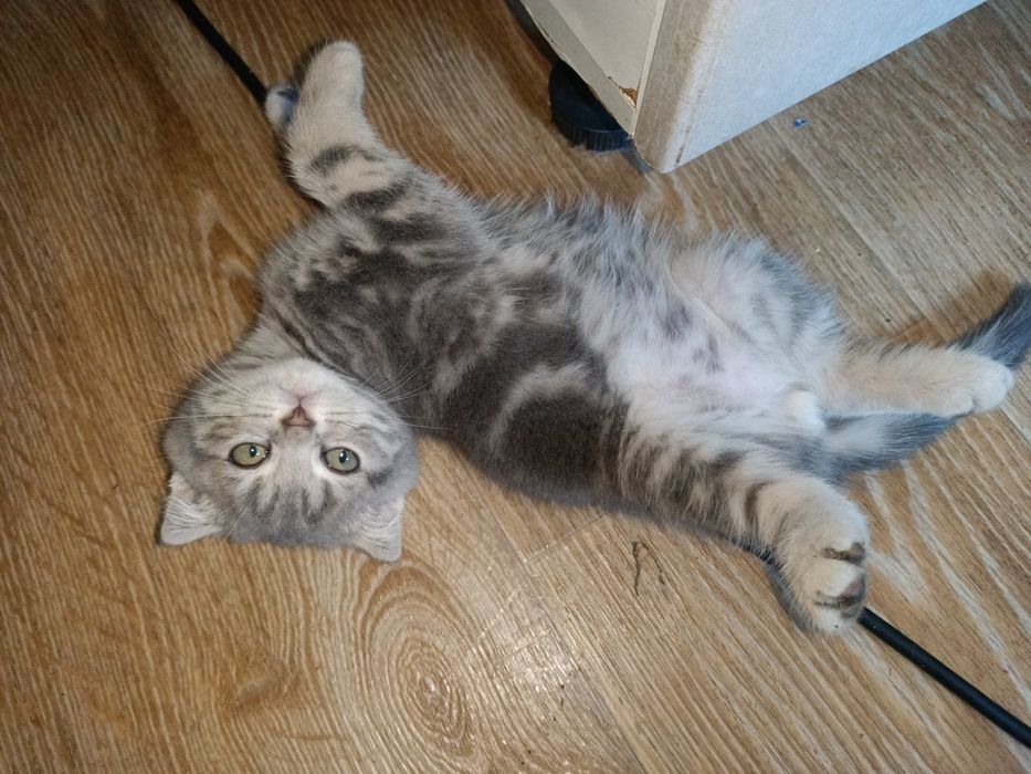 Продам вислоухого котёнка