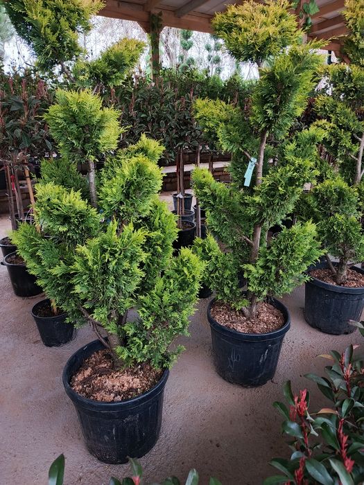 Archa ekish xizmat malkali Bog'bon va yer xaydash xizmat