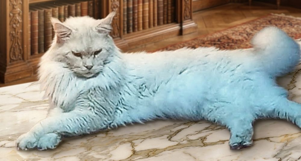 Бронь. Котят Мейн Кун классика
