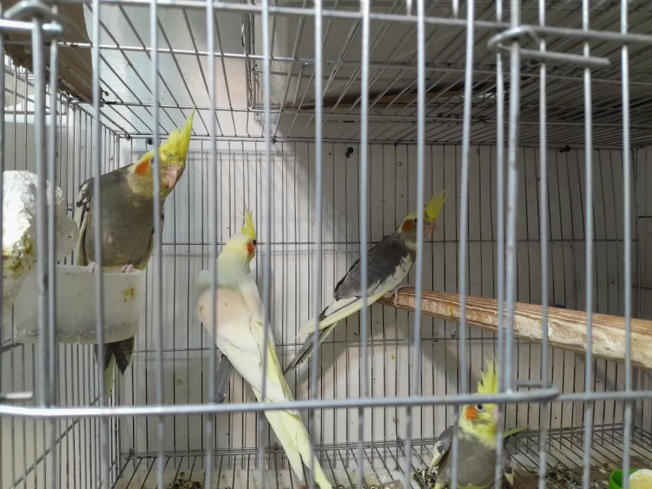 Продаются кореллы молодые