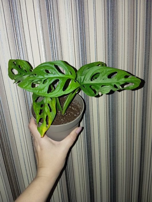 Монстера Манки Адансон