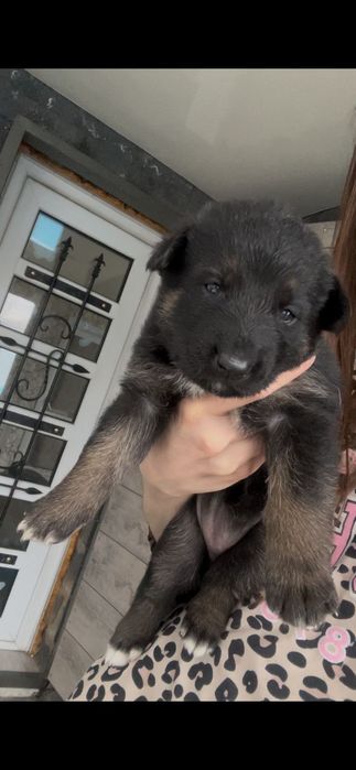 Продам щенят немецкой овчарки