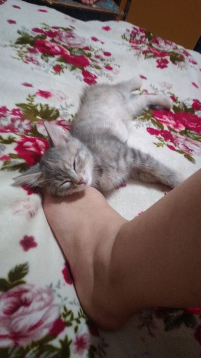 Котята в хорошие руки