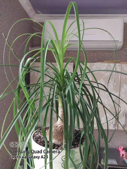 Комнатные цветы,домашние