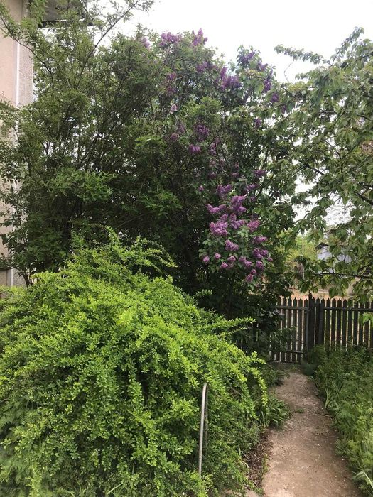 Casă cu teren generos – 5000 mp intravilan – zonă liniștită Calinesti, Radomiresti Olt