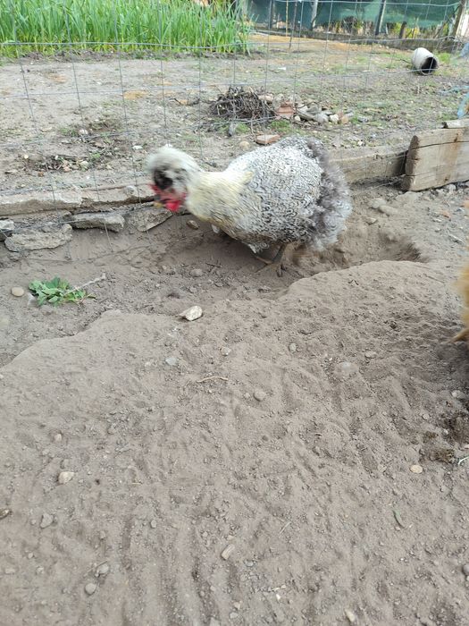 Găini moțate romanesti