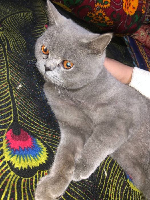 Британский короткощёрстный кот