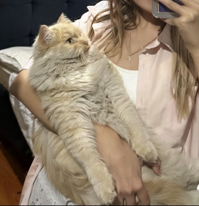 Кот котенок мальчик