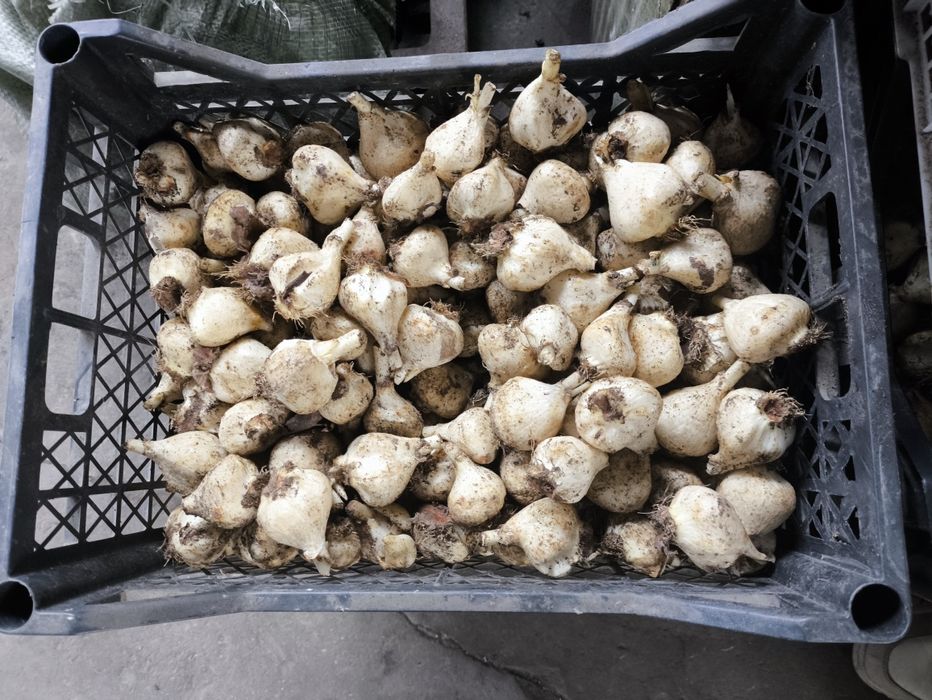 Луковицы Голландских тюльпанов