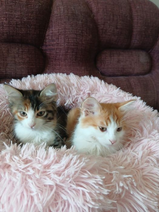 Ангорско коте - мъжко, на 3 месеца