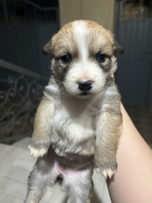 Щенки подкидышшш