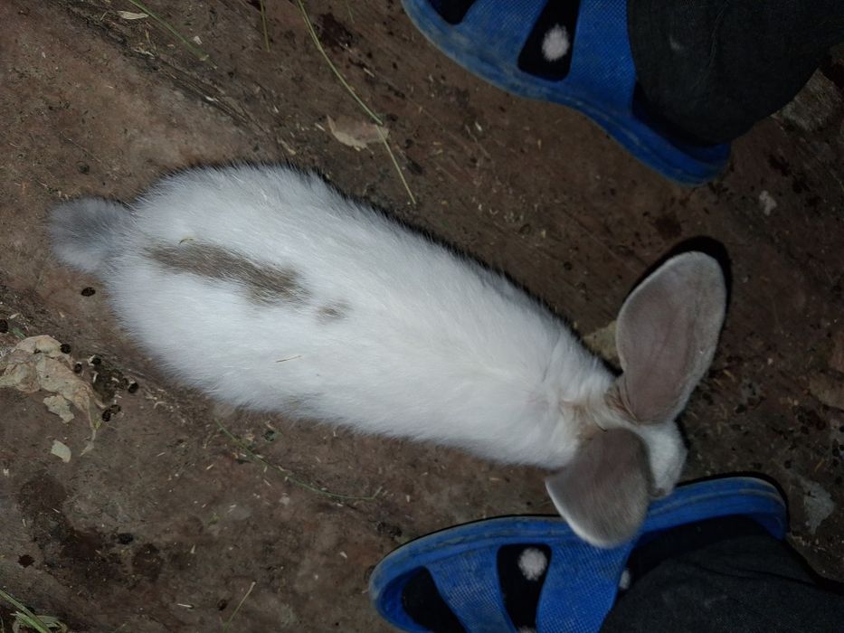 Продаю кроликов  от 2000 выше