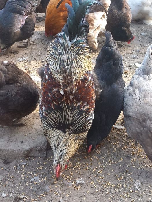 Продам петухов разных пород