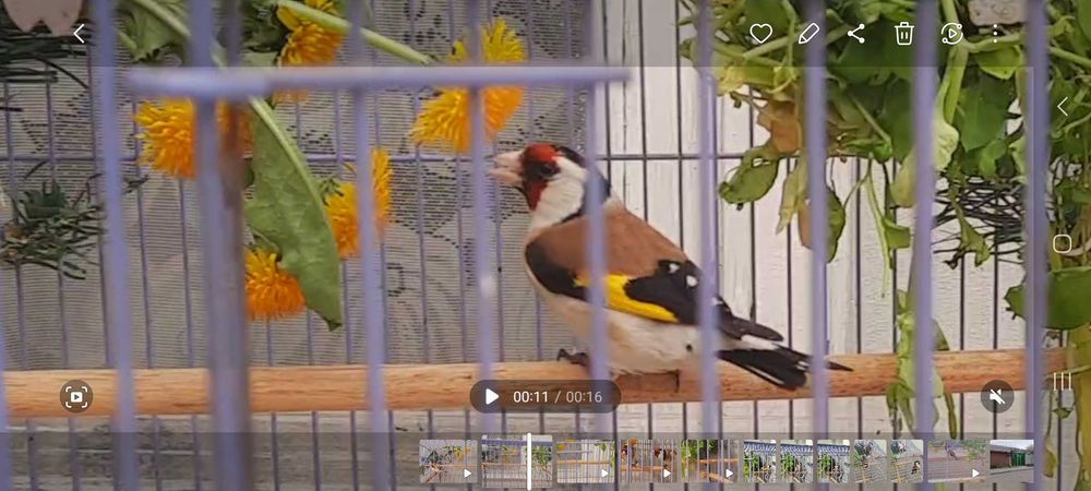 Продаётся щегол черноголовый.