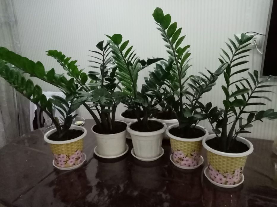 Продам долларовое дерево