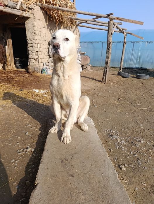 Азятский алабай 7 айлик