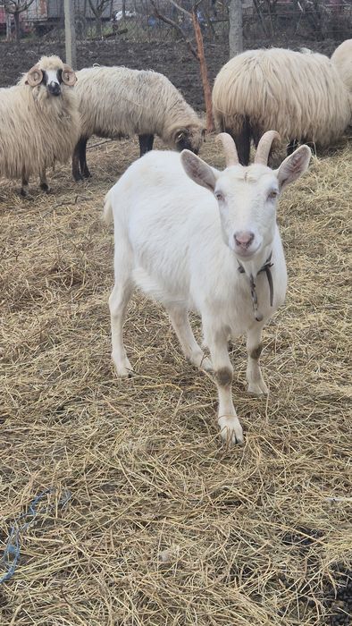 Vând capra saanen de 3 ani