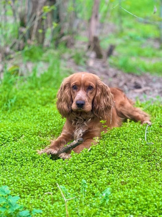 Вязка Английский кокер-спаниель