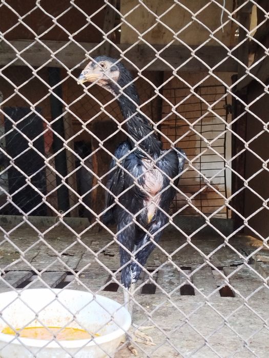 Yapon va dakan zotlari