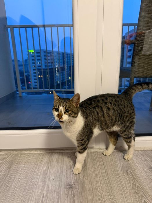 Promit să fiu cel mai bun prieten al copilului tău!