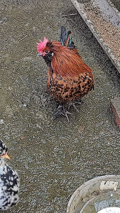 Продаю пару карликов