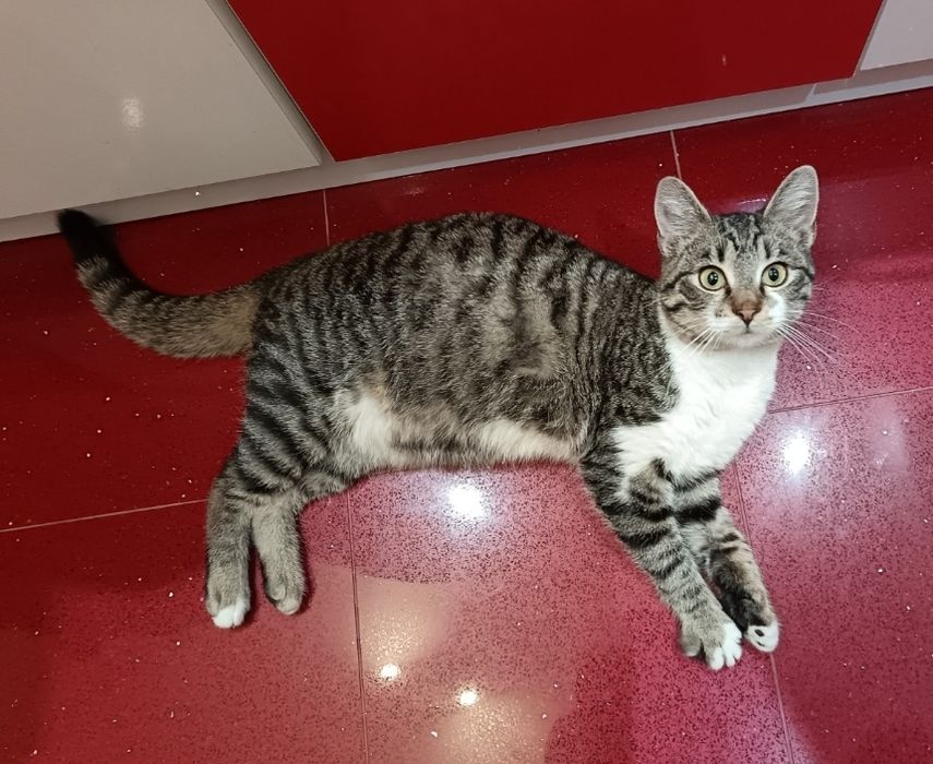 Мъжко коте търси дом