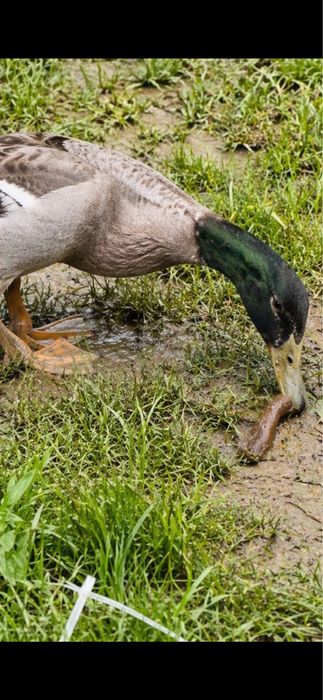 Vand  rate indiene alergatoare spaima limaxilor
