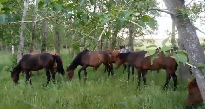 Үйір қазақы жылқы сатам немесе айырбастайм