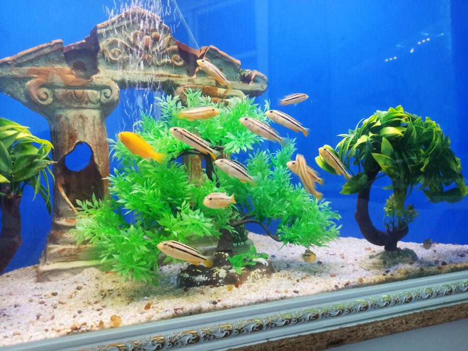 Auratus akvarium baliqlari
