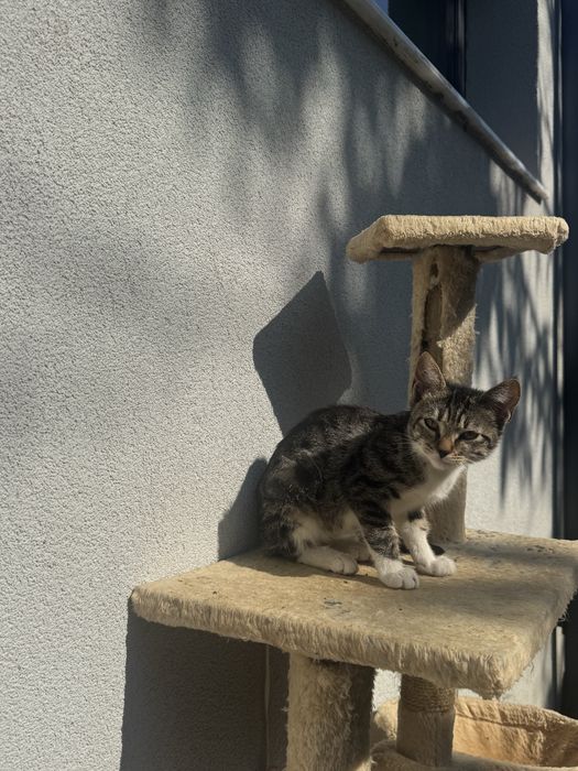 Adopție pui pisică