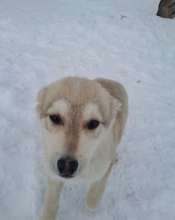 Отдам в хорошие руки