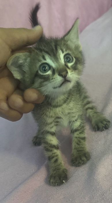 Pisica tigrada in adoptie