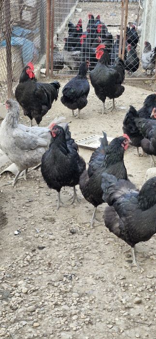 Vand oua de Jersy Giant