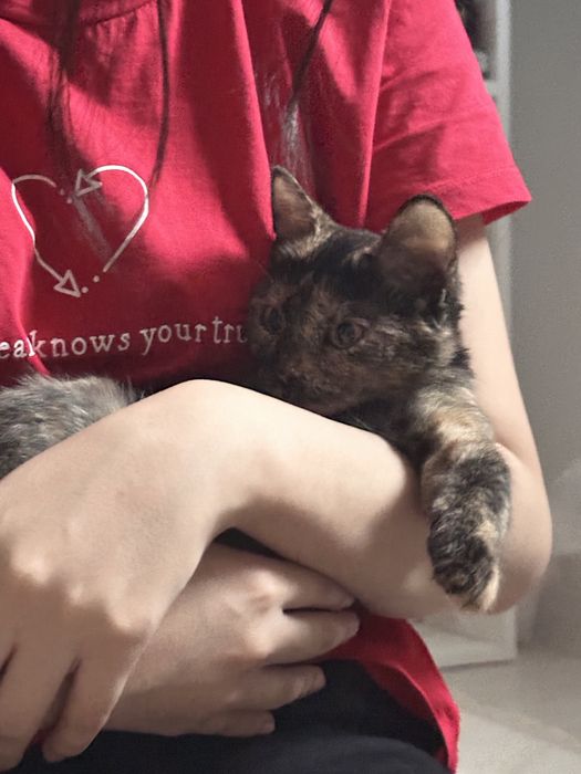 Отдаю котенка в добрые руки!
