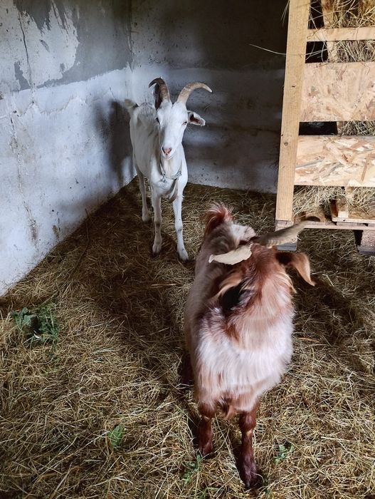 5 бременни кози / Козите