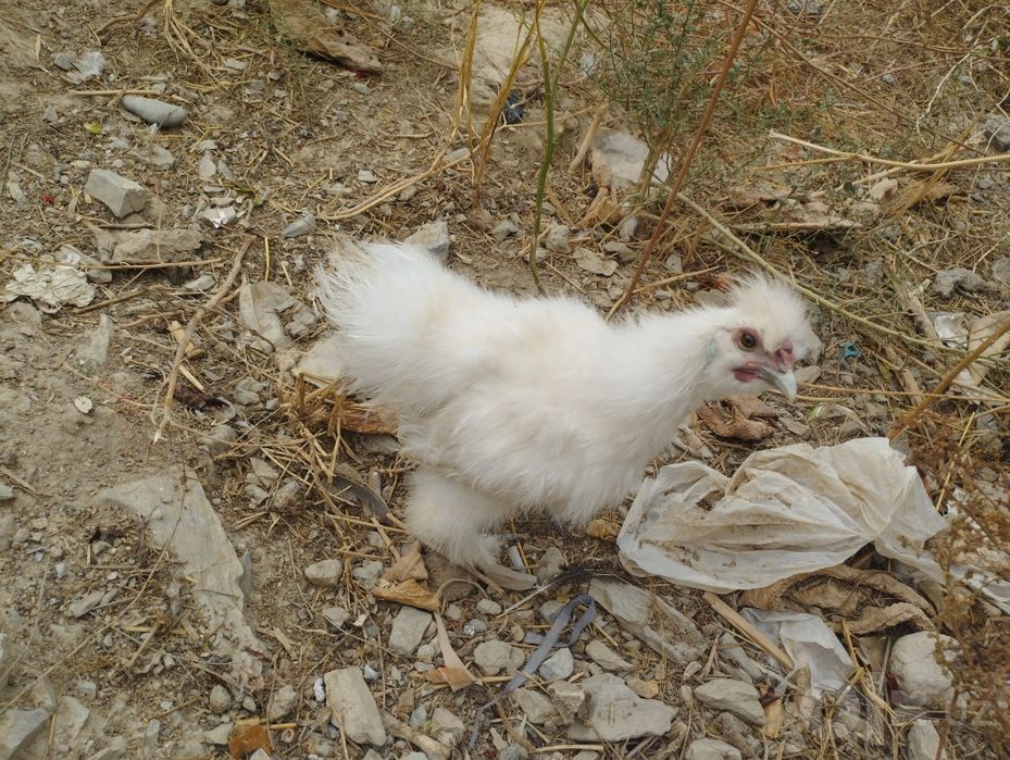 3 ta huroz 4 oyli