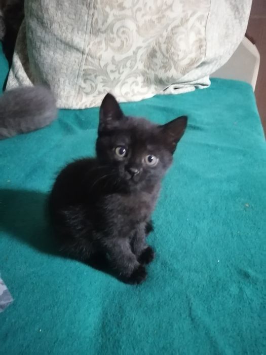 Отдам Котенка в хорошие руки
