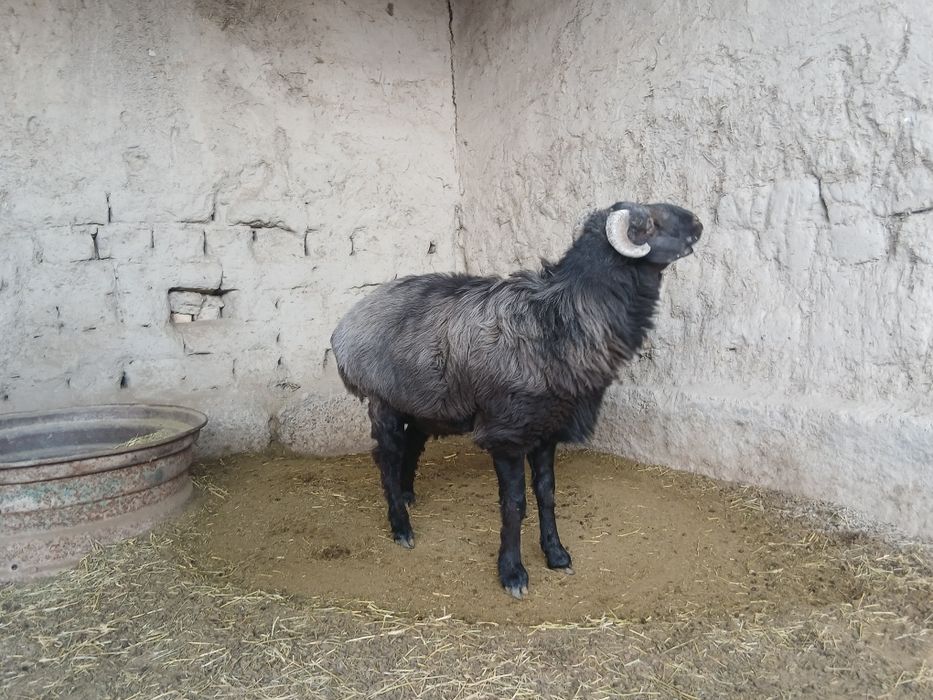 Qo'chqor bor sotiladi