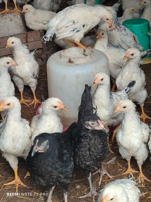 50 та адлер 5 та кора товук сотилади