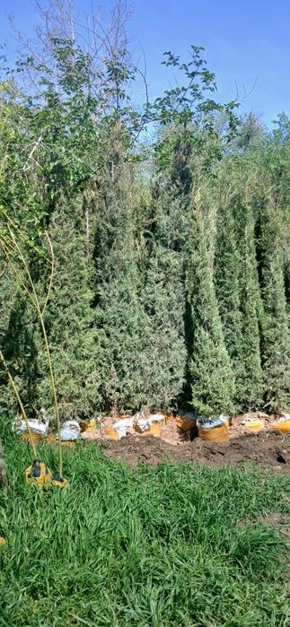Ko'chatlarimiz bor Toshkent rohat posti oldida