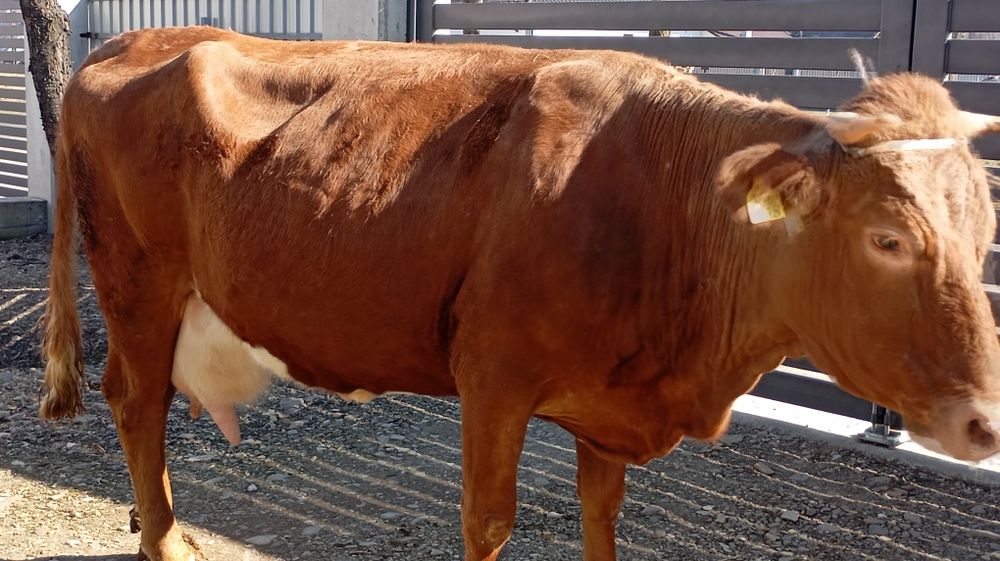 Vând vacă cu lapte