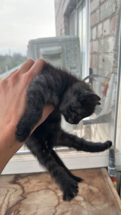 Котята заботливым хозяевам